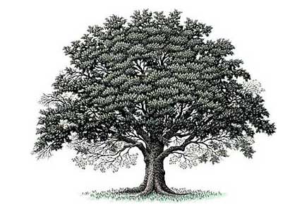 albero_genealogico1